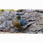 20220703 Kleiber 04 DSC09138.jpg